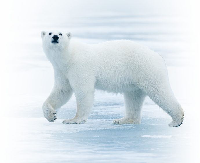 polar-bear-walking.png