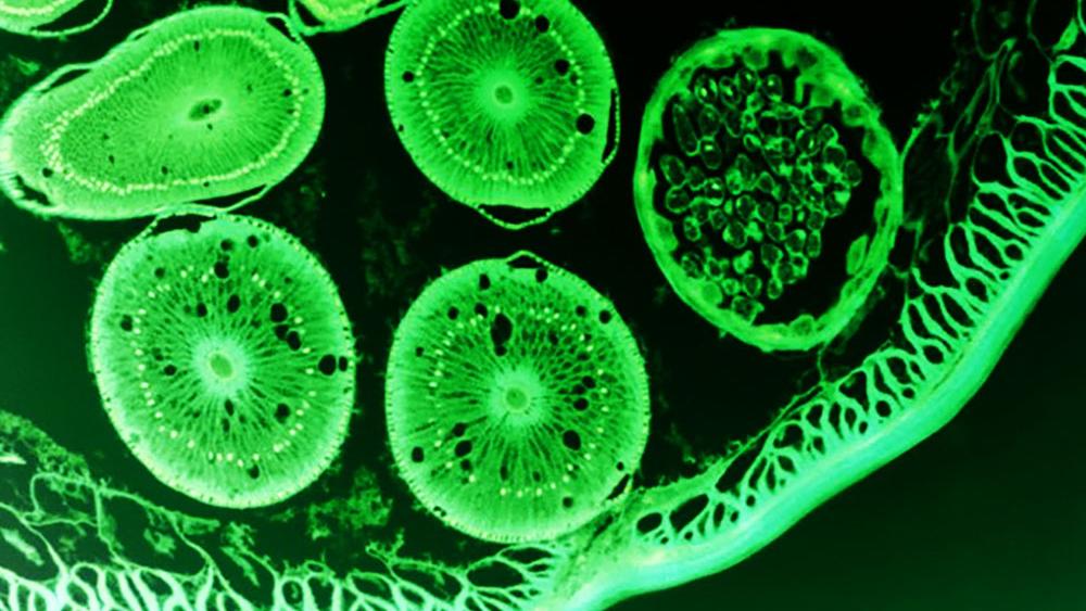 XWorm Header