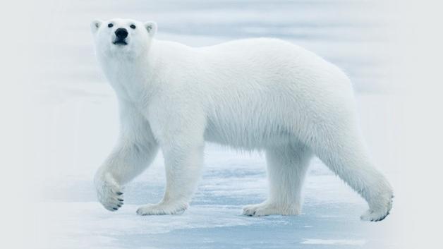 dse-polar-bear.jpg